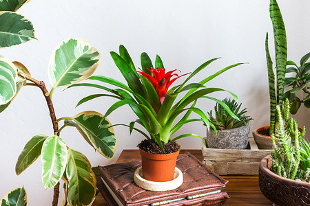 5 эффектных растений для дома, которые на самом деле очень просты в уходе