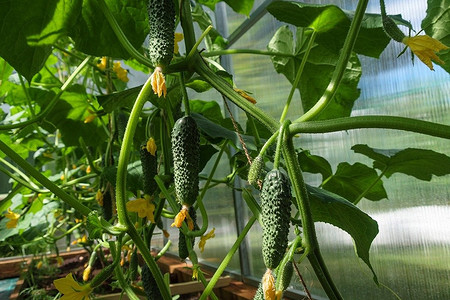 9 лучших сортов огурцов для теплицы