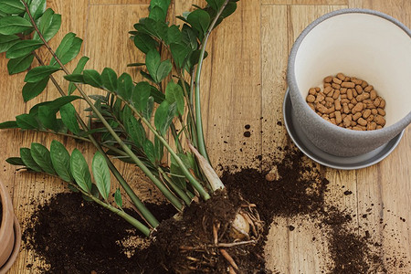 7 доступных материалов, которые можно использовать как дренаж для комнатных растений