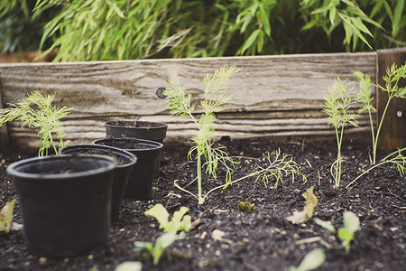 Какие растения нельзя сажать рядом на огороде? Шпаргалка для дачников