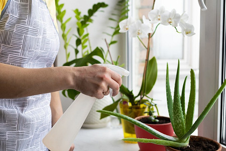 5 полезных для кожи растений, которые легко вырастить дома