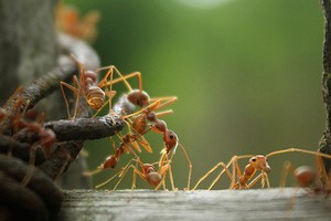 Как применять борную кислоту от муравьев: 5 эффективных рецептов
