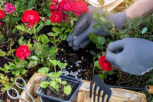 10 лучших весенних удобрений для роз