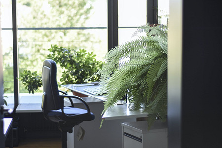 7 домашних растений, которые вызывают аллергию