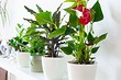 6 растений, которые увлажнят воздух в вашей квартире