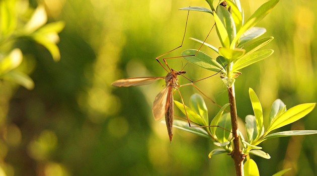 9 растений, которые отпугнут комаров