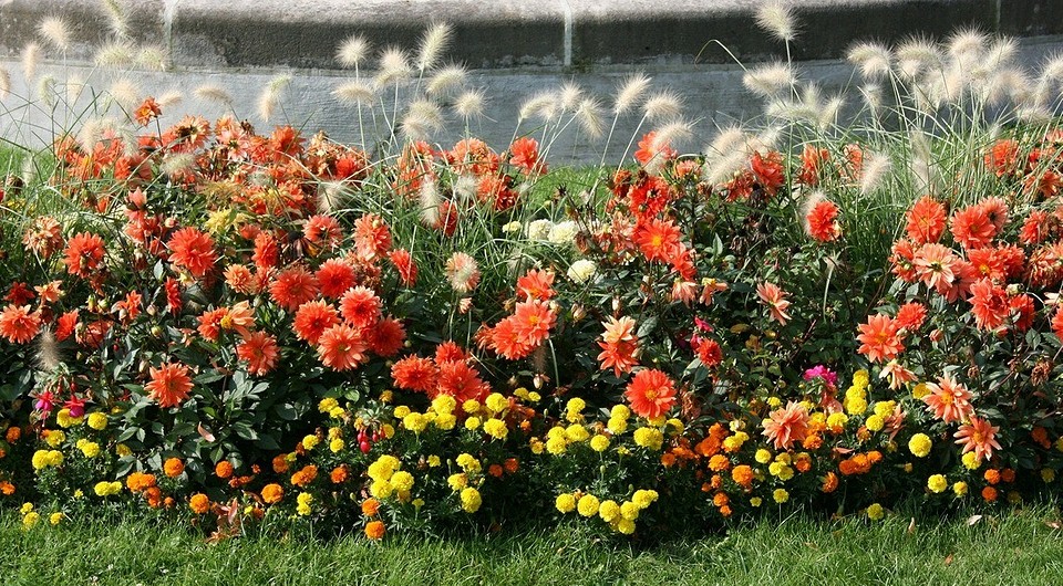 Клумбы из многолетних цветов