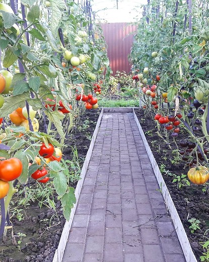 Способы подвязки помидоров в теплице