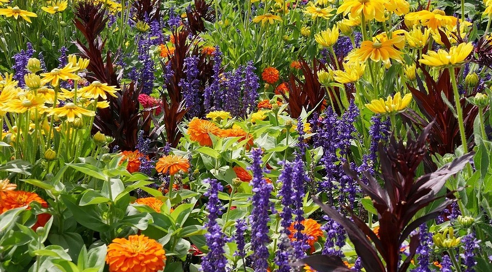 8 токсичных садовых растений (будьте с ними осторожны)