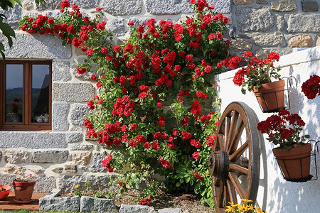 5 вьющихся растений для фасада дома (делаем красиво!)