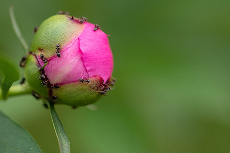 Как избавиться от муравьев на пионах: 5 эффективных способов
