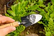 6 эффективных способов использования пищевой соды в саду
