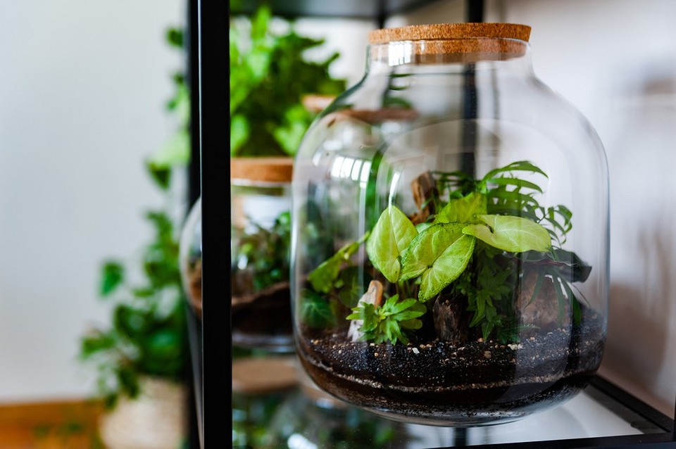 Как вырастить растения в банке: 7 шагов к созданию необычного декора