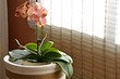 Улучшаем воздух дома: 5 растений, которые выделяют больше всего кислорода