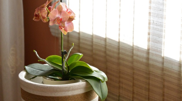 Улучшаем воздух дома: 5 растений, которые выделяют больше всего кислорода