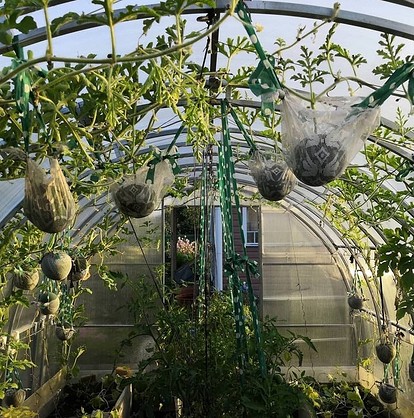 Как вырастить арбуз в теплице: посадка и уход, формирование урожая