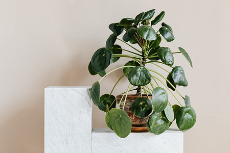 Чем и когда нельзя подкармливать комнатные растения: 6 стоп-средств