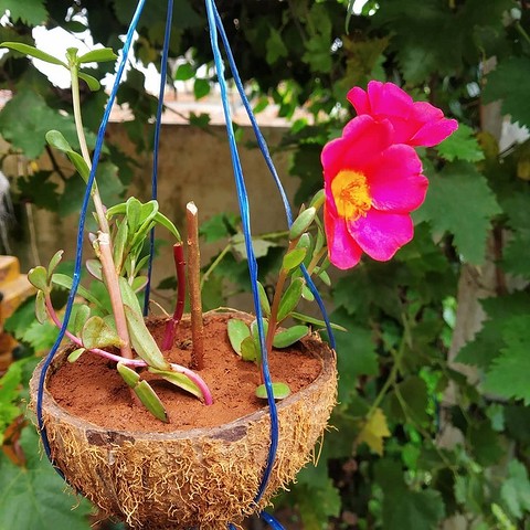 Кокосовую скорлупу можно подвешивать или ставить на подоконник. Единственное ограничение здесь в размере растения. Крупные цветы в миниатюрную скорлупку, конечно, не пересадить.