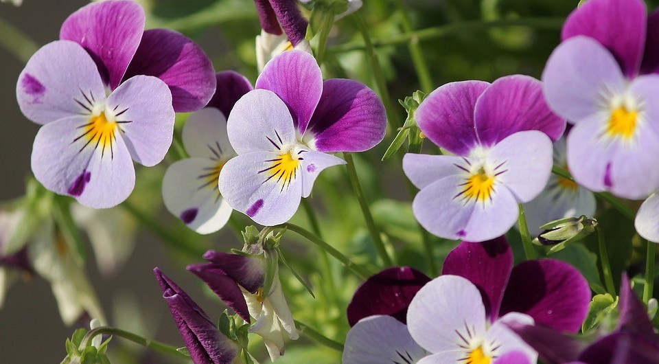 7 красивых полевых цветов для вашего сада, которым не нужен особый уход