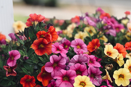 Как вырастить петунию: подробный гид для садоводов