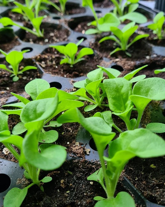 Как вырастить петунию: подробный гид для садоводов