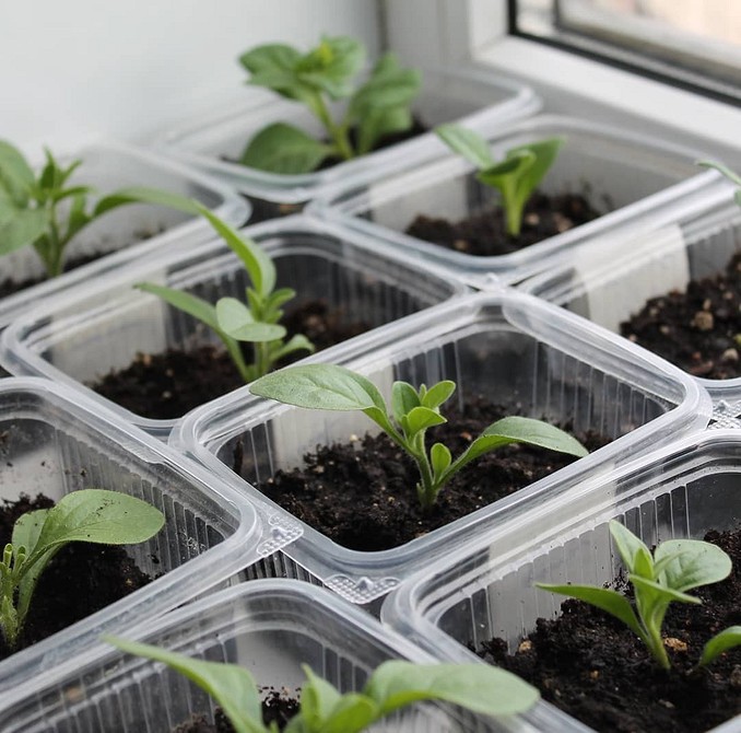 Выращивание петунии: как вырастить из семян, когда высаживать и как ухаживать