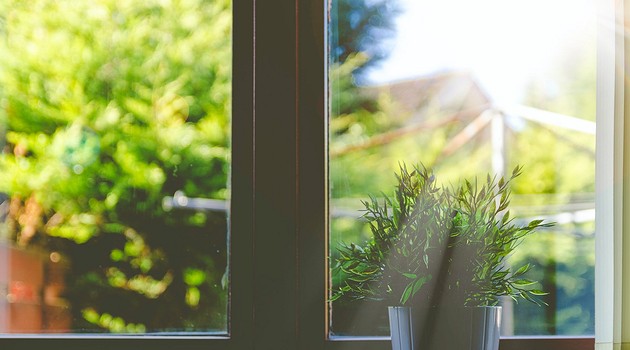 Что посадить на южном окне: 7 растений, которые не боятся яркого света