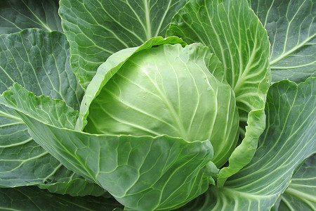 9 лучших народных средств для обработки капусты от вредителей