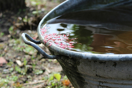 Экономим ресурсы: 4 способа использовать дождевую воду на даче
