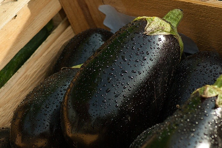 Как правильно выращивать баклажаны в теплице: инструкция дачнику