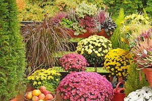 9 растений, которые будут цвести и украшать ваш сад осенью (вы еще успеете полюбоваться клумбой) | ivd.ru