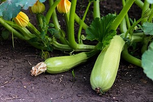 Как вырастить кабачки в открытом грунте: полезные советы огородникам