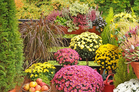 9 растений, которые будут цвести и украшать ваш сад осенью (вы еще успеете полюбоваться клумбой)