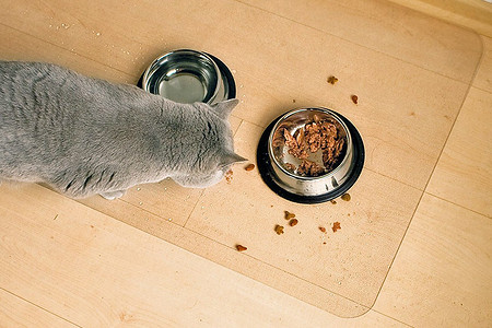 Защищаем пол: как выбрать специальный коврик в зависимости от вида отделки