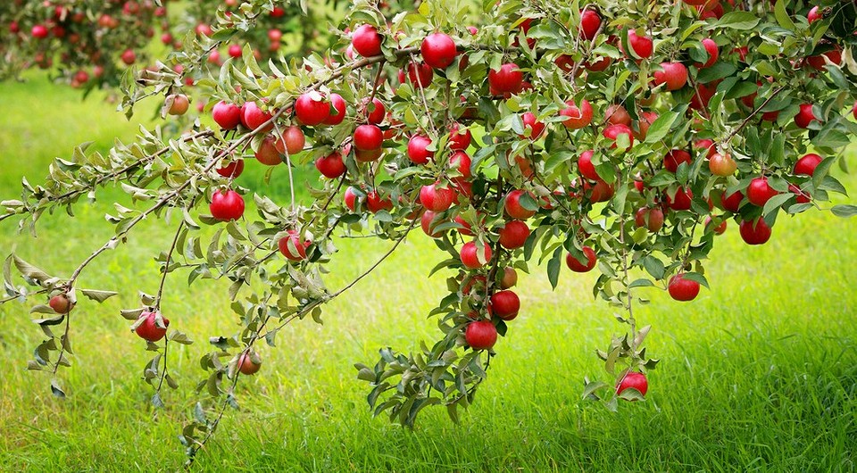 Как и когда правильно сажать яблоню: пошаговая инструкция по посадке иуходу