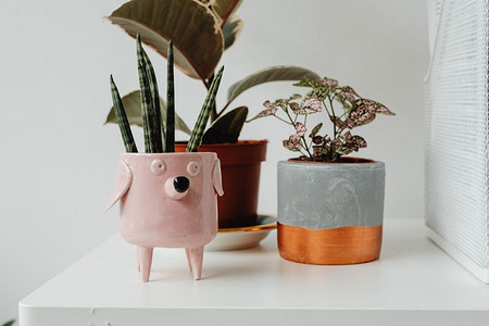 Не загубите цветы: 7 популярных ошибок при выборе горшков для комнатных растений