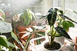 5 популярных мифов об уходе за комнатными растениями, в которые не нужно верить