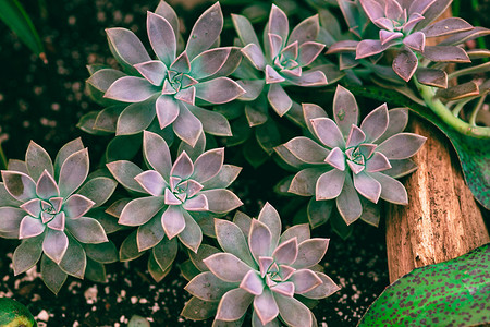 6 комнатных растений, которым нужно ограничить полив уже сейчас (чтобы они не погибли)