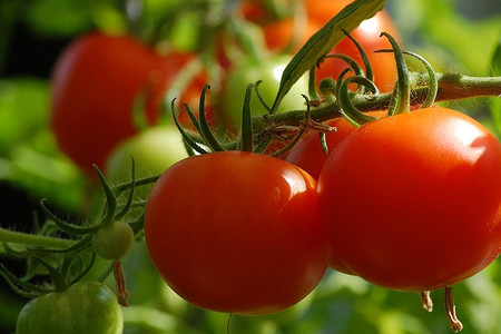 7 самых распространенных болезней томатов: описание и фотографии