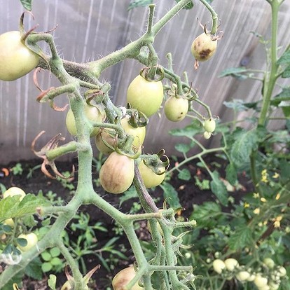 Болезни томатов в теплице и открытом грунте: описание с фотографиями