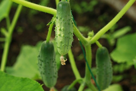 7 опасных и частых болезней огурцов (с описанием и фотографиями)