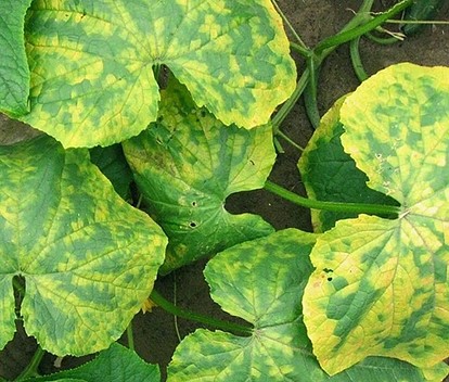 Основные болезни огурцов: фото, описания и способы лечения – полезная информация [Огород ogorod]