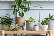 5 правил домашнего карантина для комнатных растений