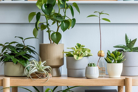 5 правил домашнего карантина для комнатных растений