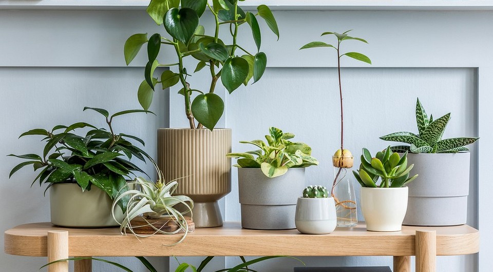 5 правил домашнего карантина для комнатных растений