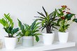 14 красивых и неприхотливых тенелюбивых растений для вашего дома