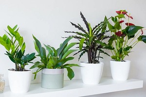 14 красивых и неприхотливых тенелюбивых растений для вашего дома