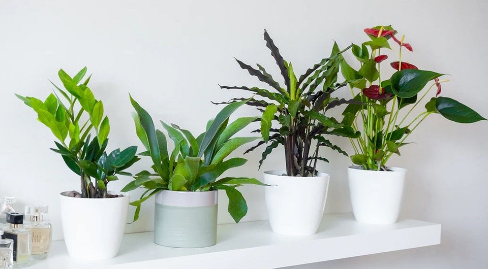 10 лучших домашних растений, не требующих ухода