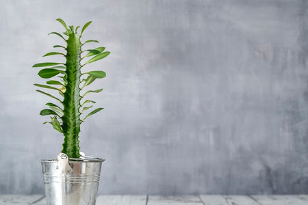 Выращиваем комнатный молочай: правила содержания и ухода за экзотом