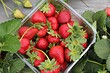 5 видов ягод, которые можно вырастить на подоконнике